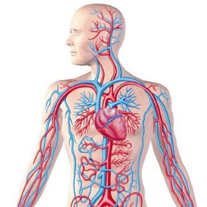Hart en bloedvaten menselijk lichaam